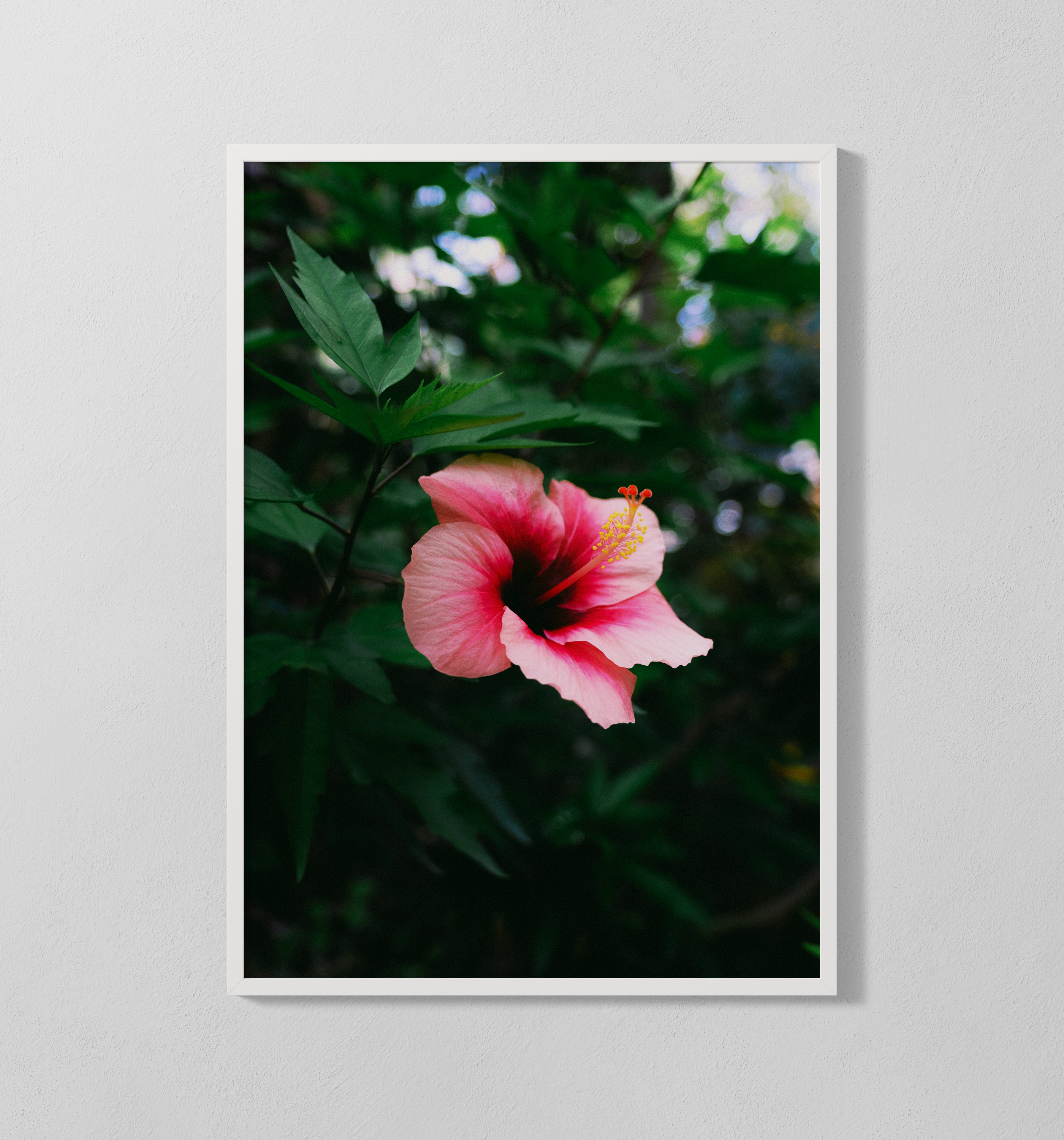 Hibiskusblume | Poster